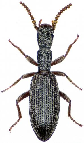 Réf. 211 213 : Stenosis angusticollis